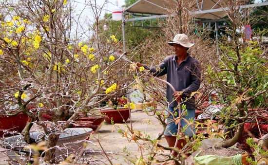 Trầm lắng thị trường hoa mai Tết