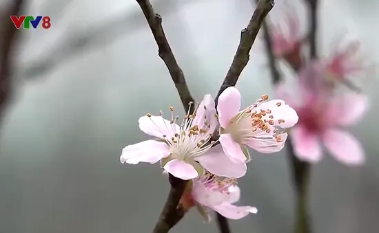 Làng đào Hà Tĩnh những ngày giáp Tết