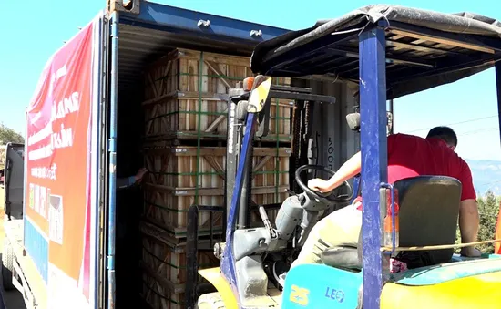 Xuất khẩu củ cải sang Nhật Bản