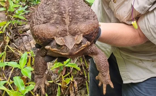 Phát hiện cóc mía “khủng” nặng tới 2,7 kg tại Australia