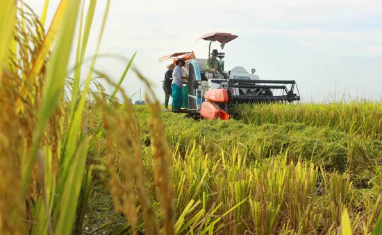 Nông dân trồng lúa miền Tây trúng mùa, trúng giá