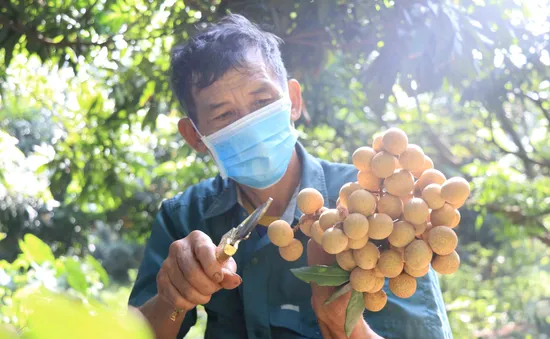 Xuất khẩu chính ngạch lô nhãn đầu tiên sang Nhật Bản