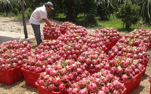 Trung Quốc “mở cửa”, giá thanh long tăng gấp 3 lần