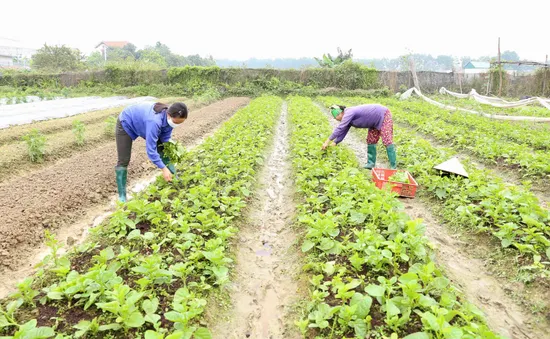 Giá khoai tây tăng gấp rưỡi sau khi đăng ký thương hiệu