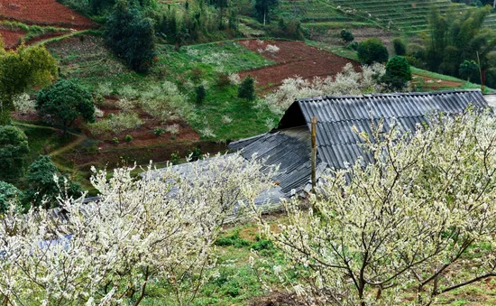 Mùa hoa mận trên cao nguyên đá Hà Giang