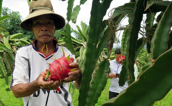 Thanh long tắc đường sang Nhật, nông dân như "ngồi trên lửa"