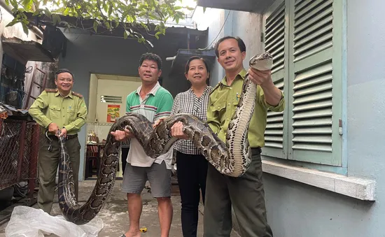 TP Hồ Chí Minh: Người dân bàn giao con trăn 63kg cho kiểm lâm