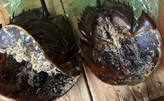 Khánh Hòa: Ngộ độc thực phẩm nghi ăn nhầm so biển