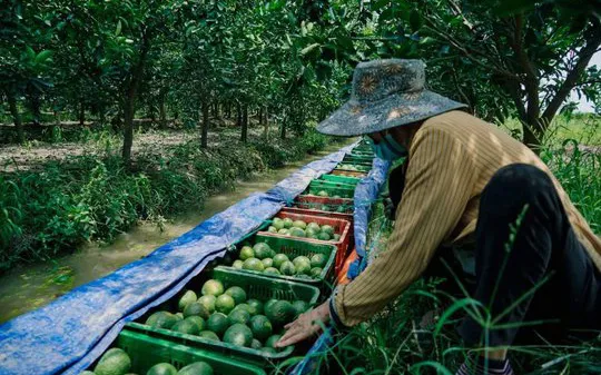 Cam sành rớt giá thảm, siêu thị, sàn thương mại điện tử hỗ trợ thu mua