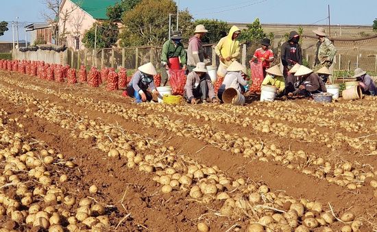 Tham gia sản xuất khoai tây bền vững, nông dân thu lãi cả trăm triệu đồng