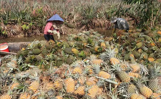 Giá dứa tăng mạnh, nông dân lãi hàng trăm triệu