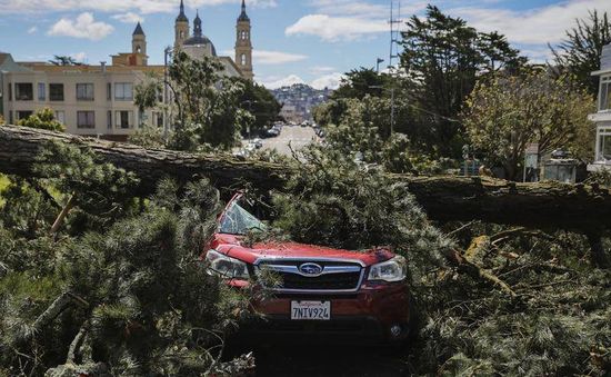 Bão hoành hành ở bang California: 5 người tử vong do cây đổ ở vùng vịnh San Francisco