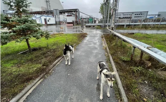 Bí ẩn về đàn chó hoang sinh tồn sau thảm họa hạt nhân Chernobyl