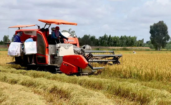 Ngân hàng Thế giới cam kết tham gia Đề án 1 triệu ha lúa chất lượng cao