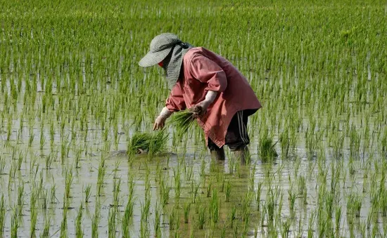 Thái Lan trồng vụ lúa thứ hai, tăng sản xuất lúa gạo