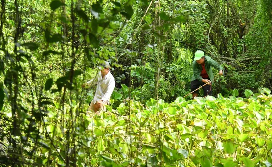 Kiên Giang: Huy động trên 30 người tích cực truy bắt 6 con cá sấu xổng chuồng