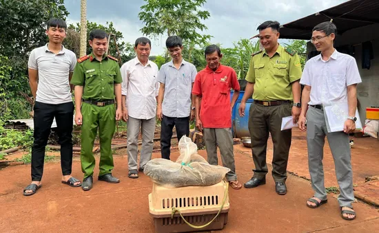 Bình Phước: Bắt được trăn đất quý hiếm, người dân giao nộp cho kiểm lâm