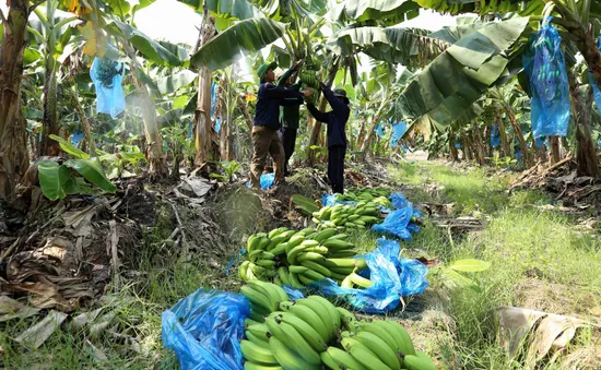 Bị thu hồi mã số vùng trồng, nông dân trồng chuối như ngồi trên lửa