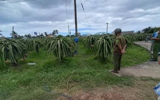 Long An: Phát hiện thi thể trong vườn thanh long, nghi bị điện giật