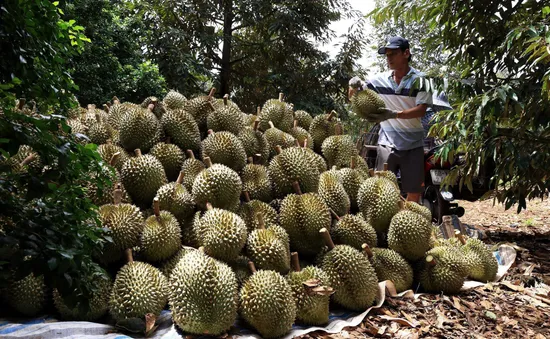 Liên kết tiêu thụ sầu riêng còn lỏng lẻo