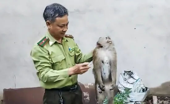 Bắn gây mê 2 con khỉ “đại náo” khu dân cư ở TP Hồ Chí Minh