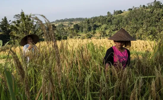 Indonesia trước nguy cơ căng thẳng nguồn cung gạo vào đầu năm tới