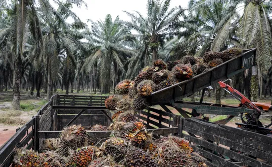 Indonesia ưu tiên dầu cọ cho thị trường trong nước