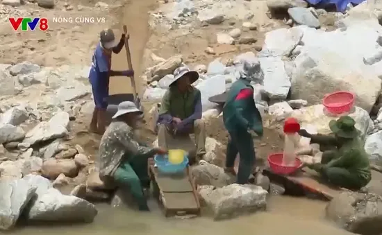 Bòn mót vàng lòng suối mùa lũ - Hiểm họa tai nạn chết người