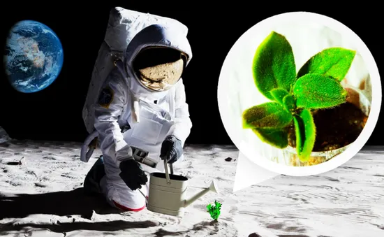 Trồng cây trên mặt trăng nhờ vi khuẩn từ Trái đất