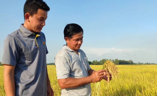 Sẵn sàng triển khai đề án 1 triệu ha lúa chất lượng cao