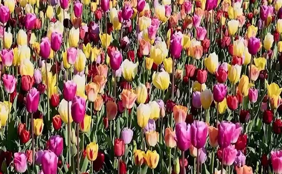 Xoa dịu vết thương bom đạn bởi hoa tulip