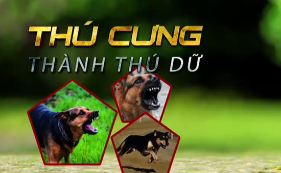 Thú cưng thành thú dữ: Chủ nuôi thiếu trách nhiệm, cơ quan quản lý thiếu nghiêm túc