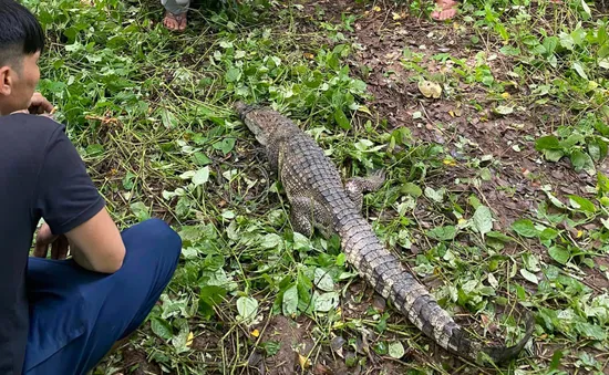 Tìm thấy 1 trong 4 con cá sấu xổng chuồng ở Kiên Giang