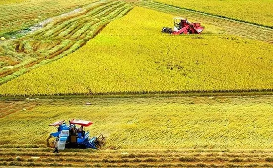 Tăng thu nhập nhờ đề án 1 triệu hecta lúa chất lượng