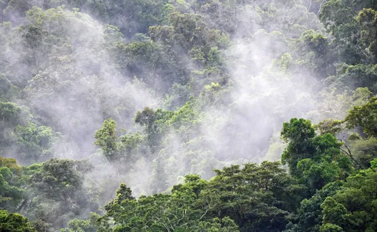 Hội nghị COP28: Brazil đề xuất lập quỹ bảo tồn rừng nhiệt đới trị giá 250 tỷ USD