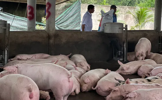 Khó quản lý thuế trong giao dịch mua bán lợn thịt nghìn tỷ ở Đông Nam bộ
