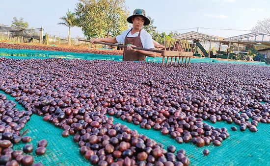 Sản xuất cà phê theo hướng xanh, bền vững