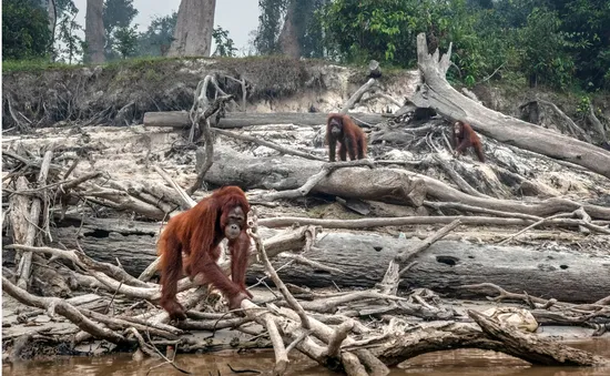 Tình trạng mất đa dạng sinh học đe dọa cuộc sống con người