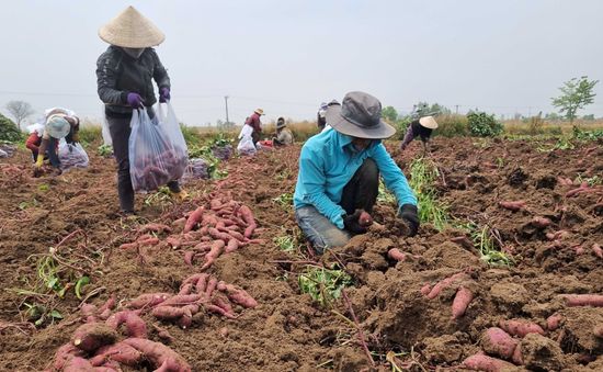 Xuất khẩu chính ngạch lô khoai lang đầu tiên sang Trung Quốc