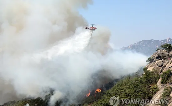 Tổng thống Hàn Quốc chỉ thị huy động mọi nguồn lực dập tắt cháy rừng