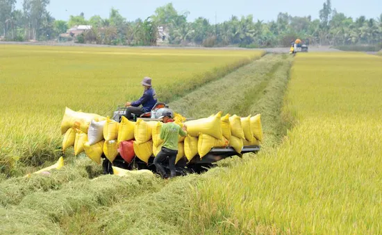 Gỡ vốn cho doanh nghiệp ngành gạo