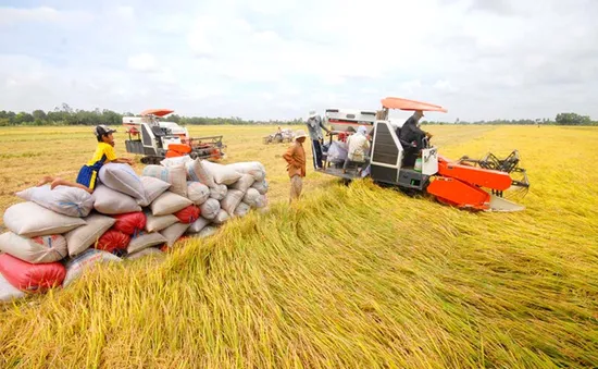 Thúc đẩy vốn vào sản xuất lúa gạo: Sao cho trúng, đúng và bền vững?