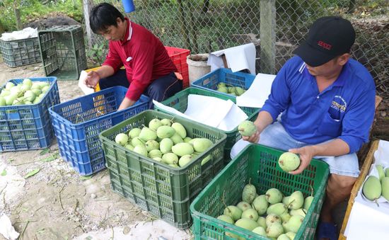 Giá xoài liên tục giảm