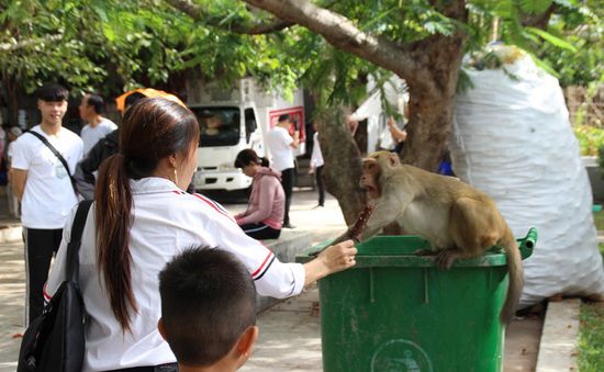 Cho khỉ ăn tại Sơn Trà: Bẫy vô hình tác động đến tập tính của động vật hoang dã