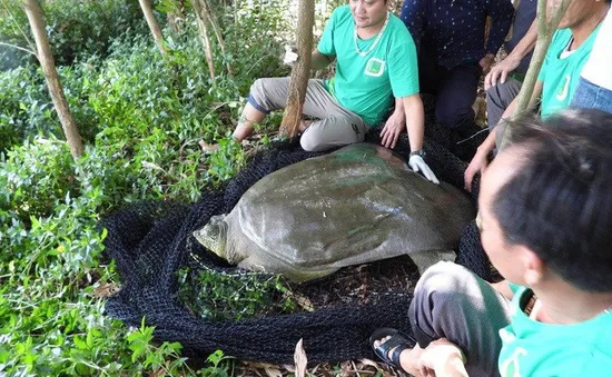 Cá thể rùa Hoàn Kiếm nặng gần 100kg qua đời