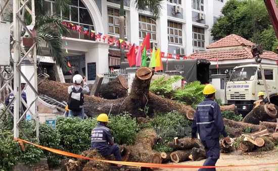 TP Hồ Chí Minh: Chỉ đạo khẩn vụ cây đổ khiến nhiều người bị thương