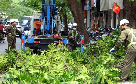 Hà Nội thay thế cây có nguy cơ gãy, đổ trước mùa mưa bão