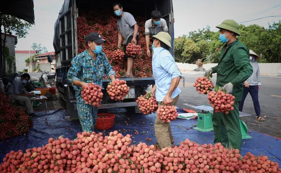 Hàng trăm thương nhân Trung Quốc đăng ký thu mua vải thiều