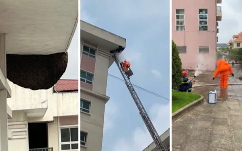 Hải Phòng: Huy động cảnh sát PCCC xử lý tổ ong cực lớn ở khu chung cư 9 tầng