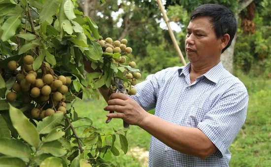 Nhãn chín sớm giá cao gấp 3 lần chính vụ